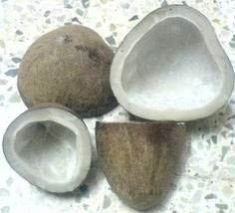 Coconut Copra