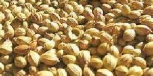 Coriander Seeds