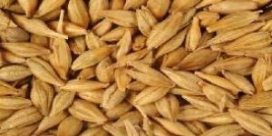 Indian Cereals