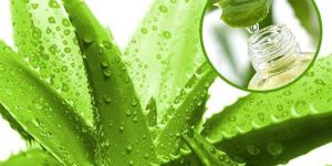 Aloe Vera Extract