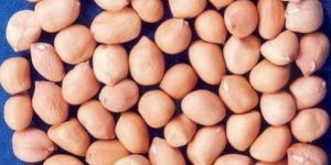Groundnut Kernels