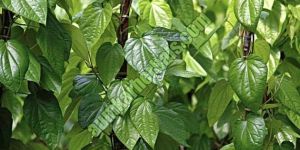 Betel Leaves