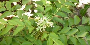 Murraya Koenigii Leaves