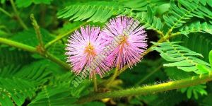 Mimosa Pudica