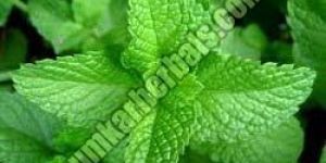 Mint Leaves