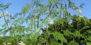Moringa Leaves