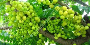 Otaheite Gooseberry