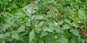 Solanum Nigrum