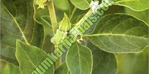 Withania Somnifera