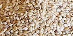 Sesame Seeds