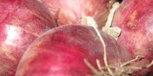 Fresh Big Onion