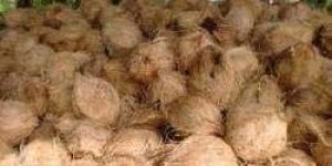 Semi Husked Coconut