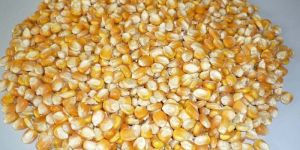 Animal Feed Grade Yellow Maize Seeds
