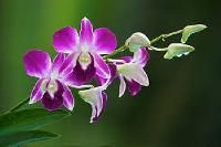 Orchid Flower