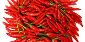 Fresh Red Chilli