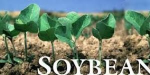 Soybean