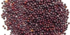 Black Mustard Seeds