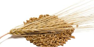 Barley