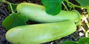 Fresh Bottle Gourd