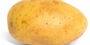 Fresh Potato