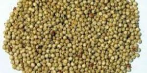 Sorghum Seeds