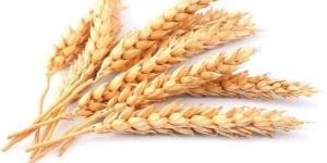 Wheat