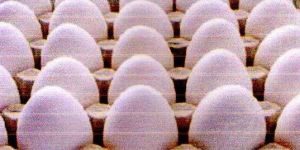 Fresh Poultry Eggs