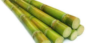 Sugarcane