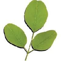 Moringa Leaf