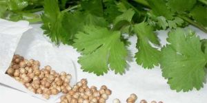 Coriander Seed