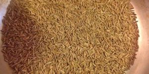 Cumin Seed