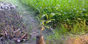 Clerodendrum Inerme Plants