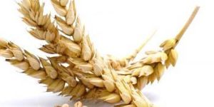 Wheat Seeds