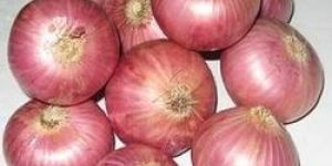 Red Onion