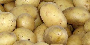 Potato