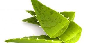 Aloevera Leaves