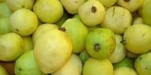 Fresh Guava