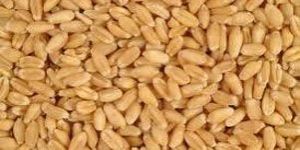 Wheat Seeds
