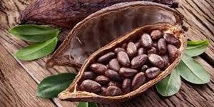 Cocoa Beans