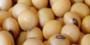 Soybean Seeds