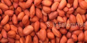 Groundnut