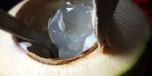 Coconut Jelly