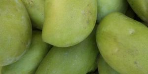 Fresh Raw Mango