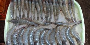 Hoso Vannamei White Shrimps