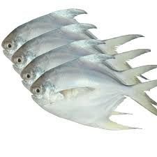 Frozen Pomfret Fish