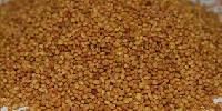 Berseem Clover Seed