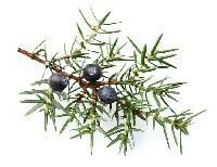 Juniper Berries