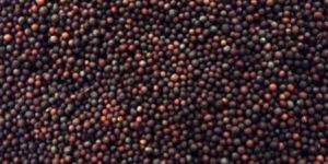 Black Mustard Seeds