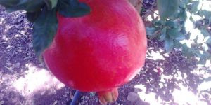 Pomegranate