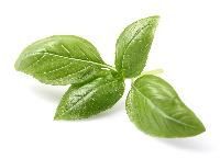 Basil